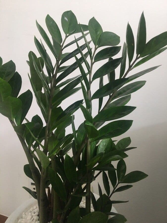Pianta di ZZ 16