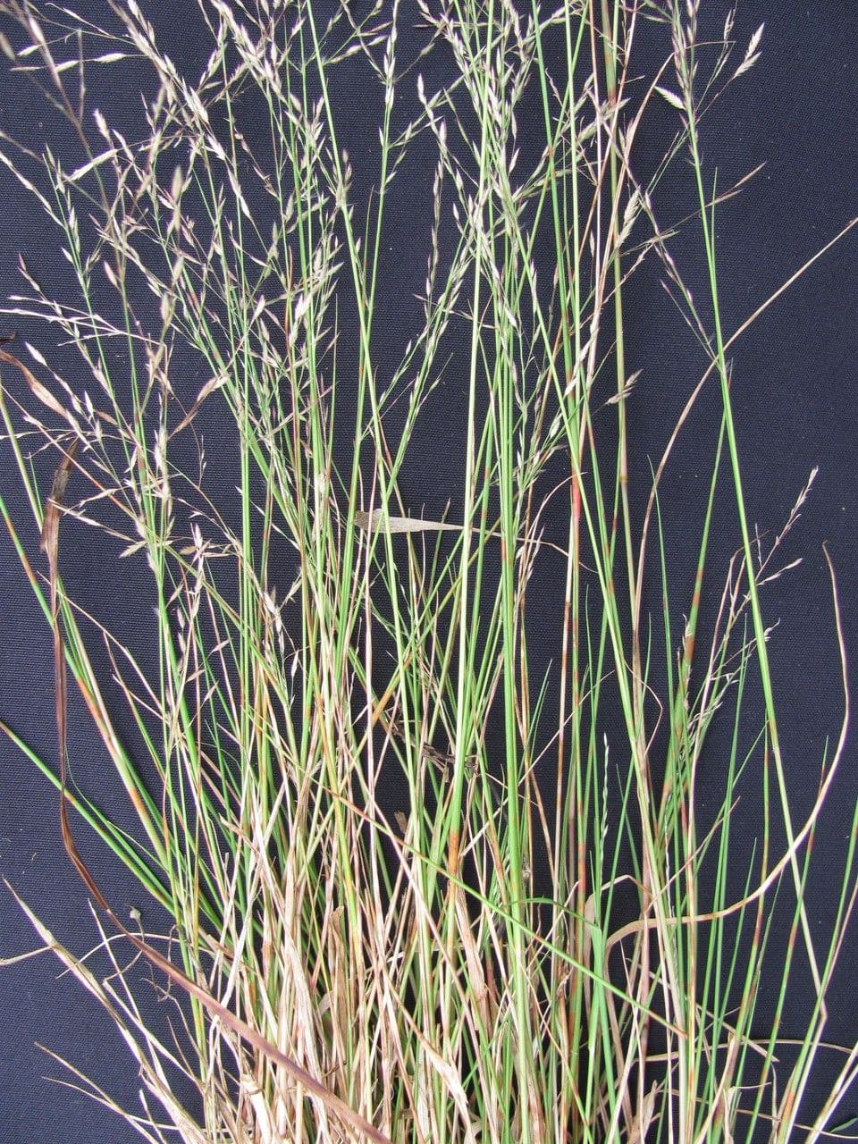 Eragrostis 4