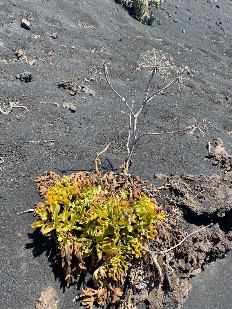 Astydamia 8