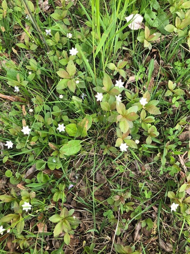 Trientalis 15