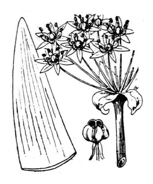 Aglio nero 27