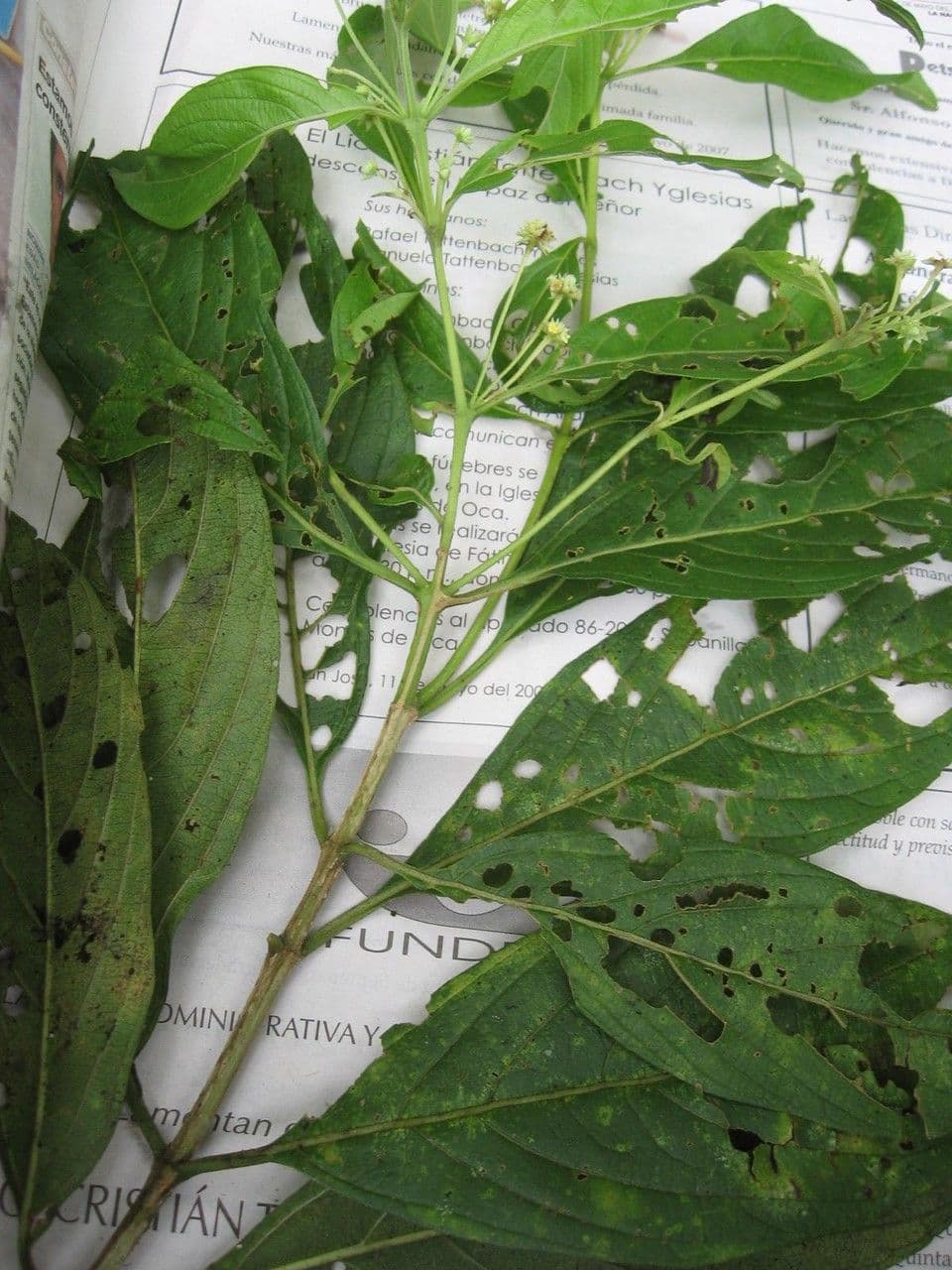 Lippia myriocephala 4
