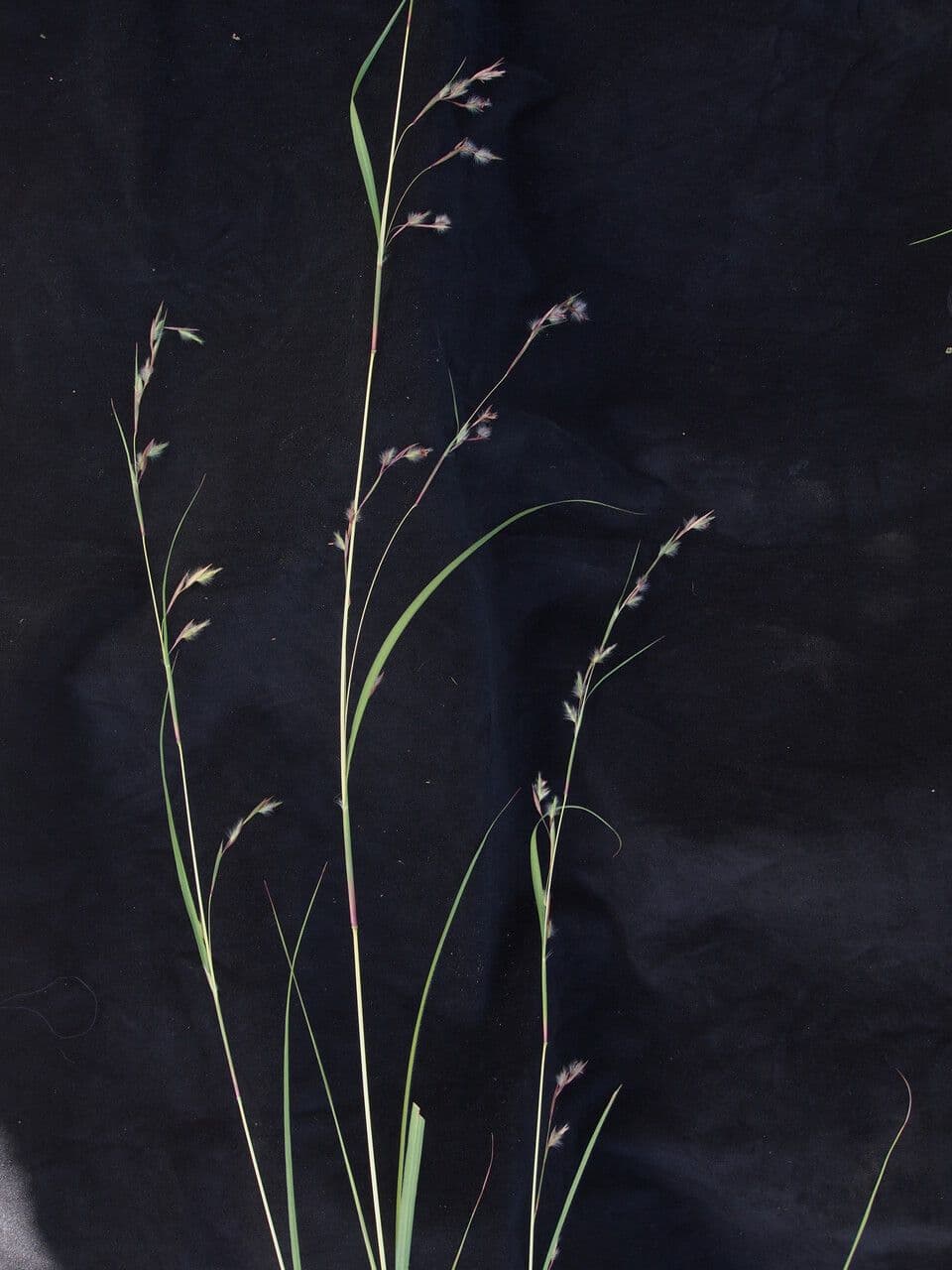 Themeda 3