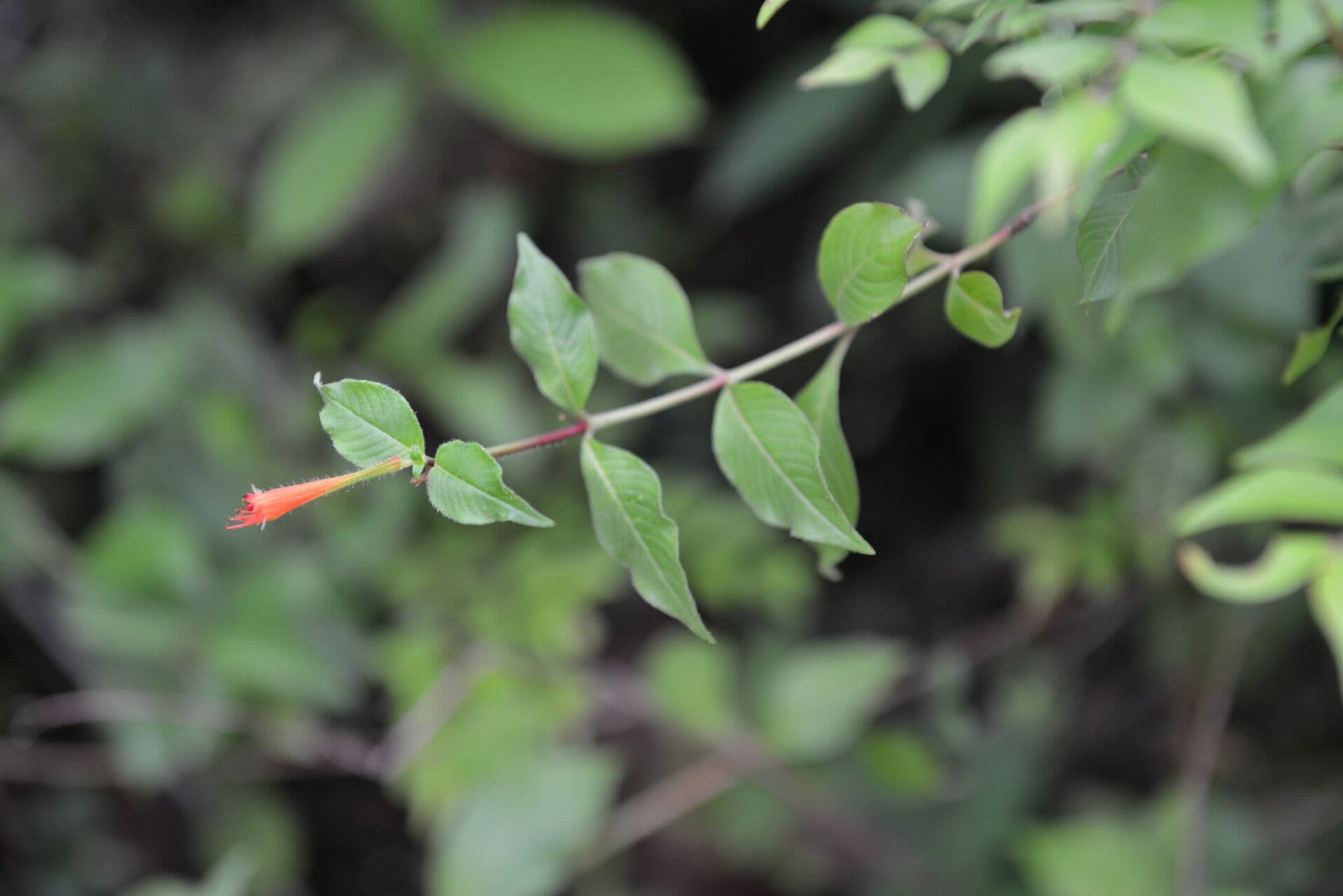 Cuphea appendiculata 4