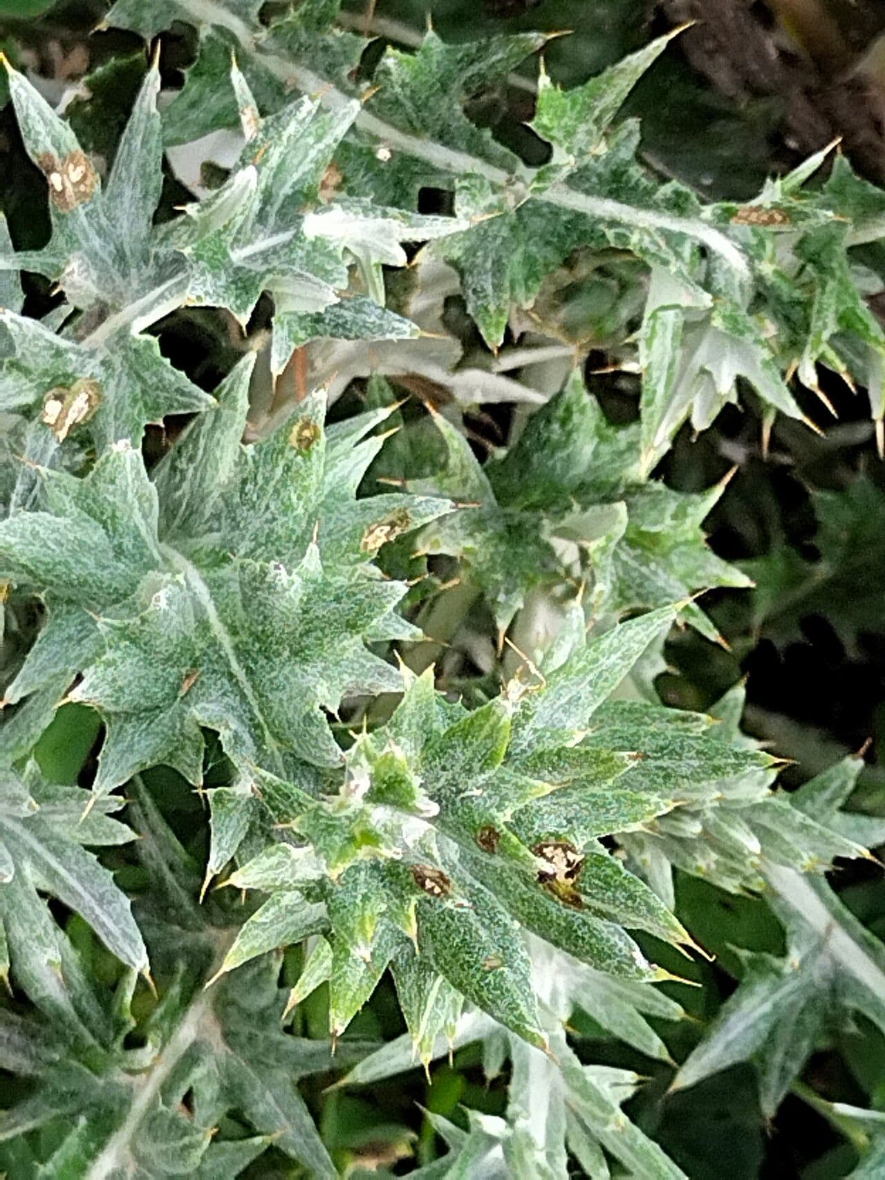 Berkheya 3
