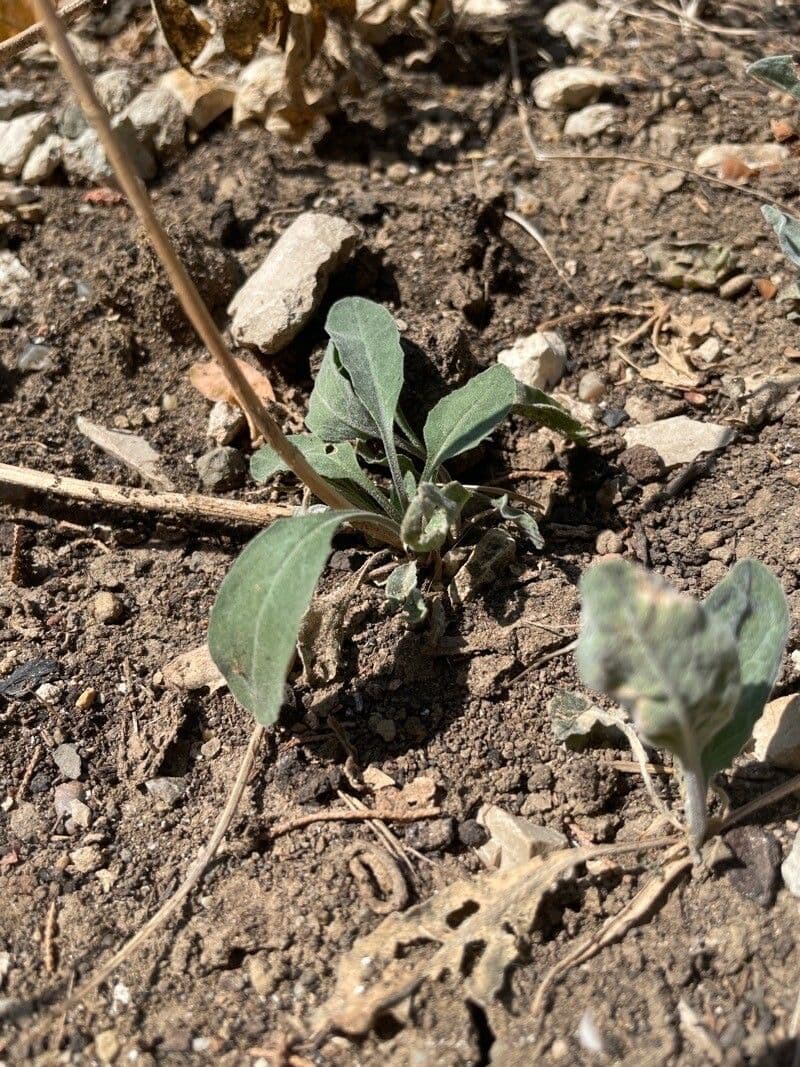 Physaria 3