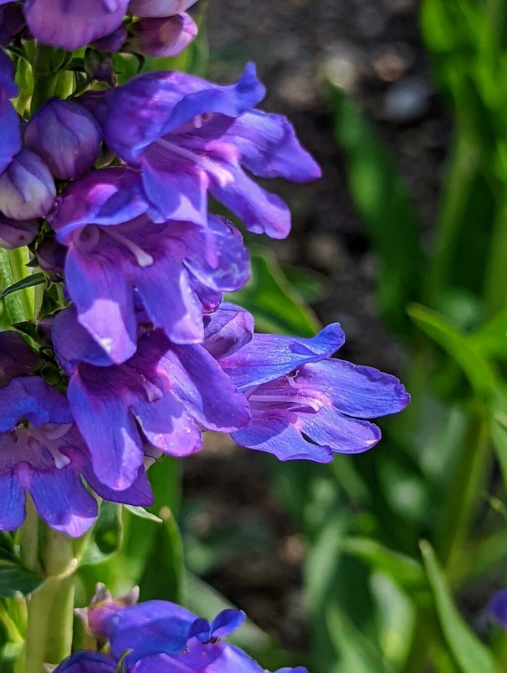 Penstemon 2