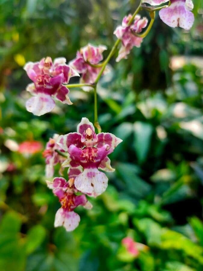 Oncidium 4