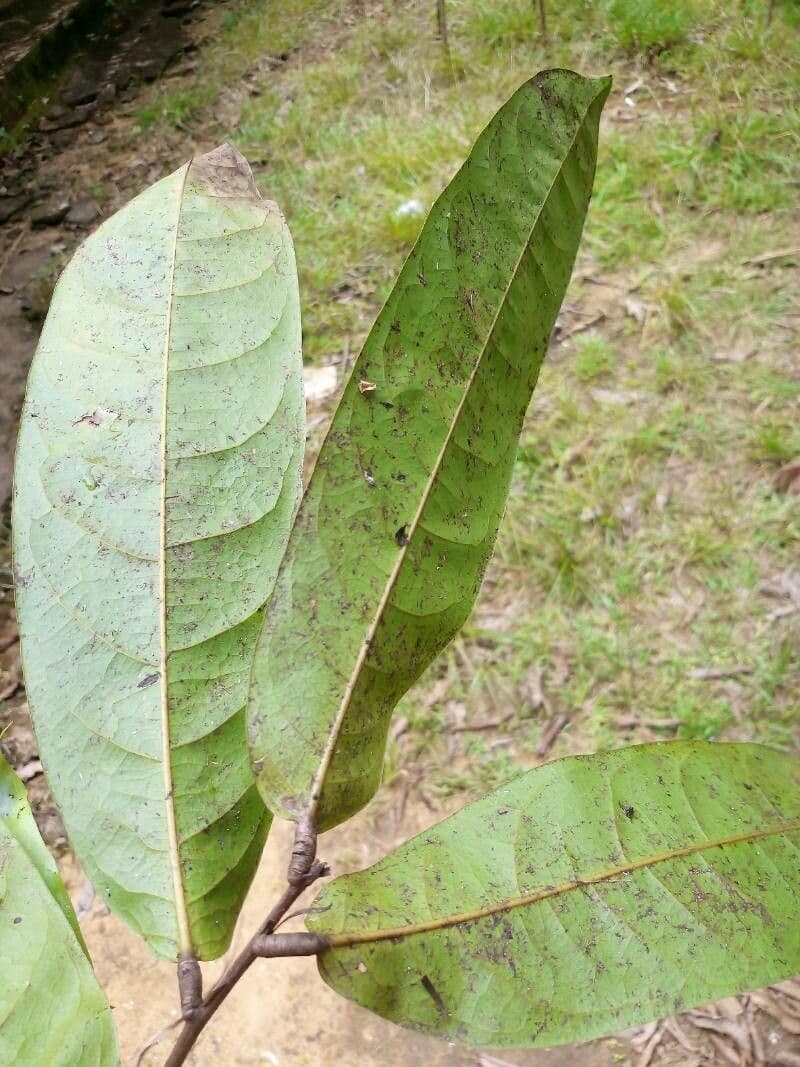 Licania 4