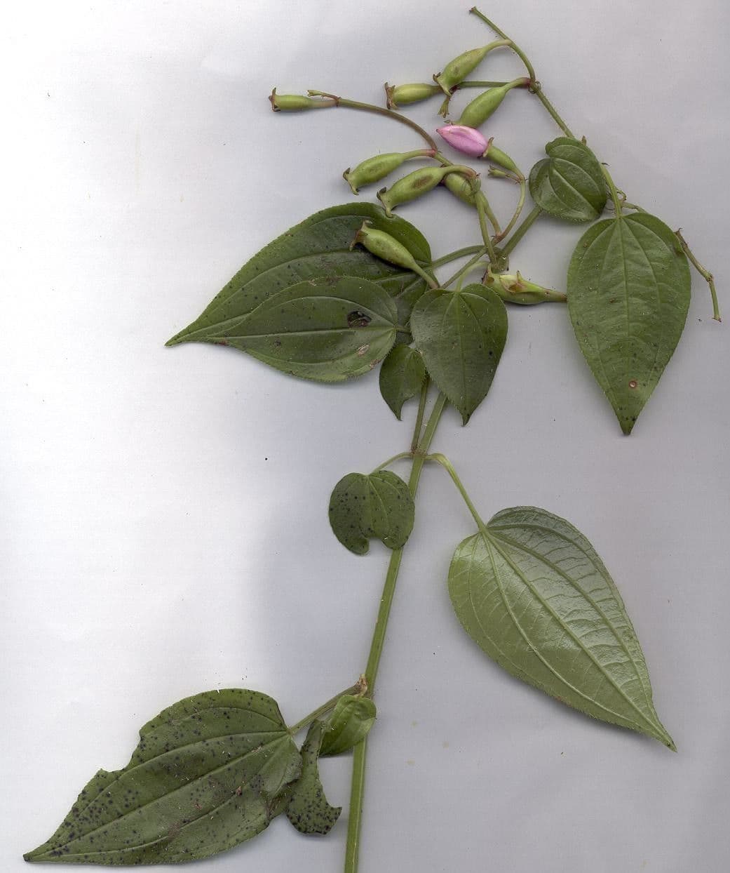 Arthrostemma 14