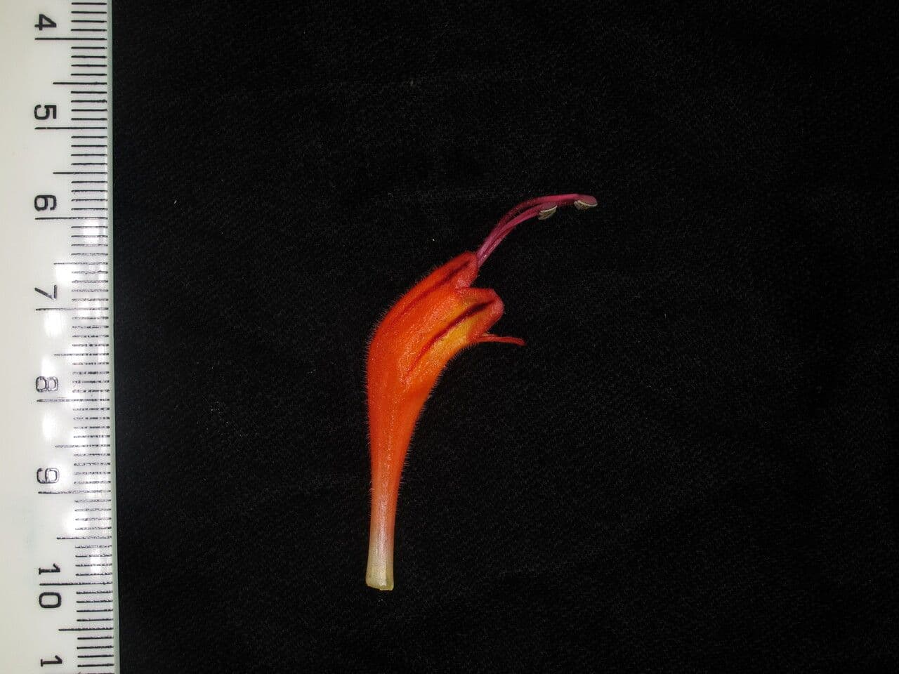 Aeschynanthus 8