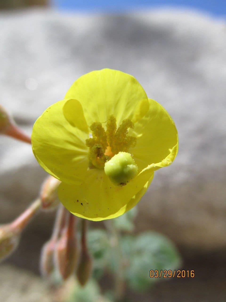 Chylismia cardiophylla 2