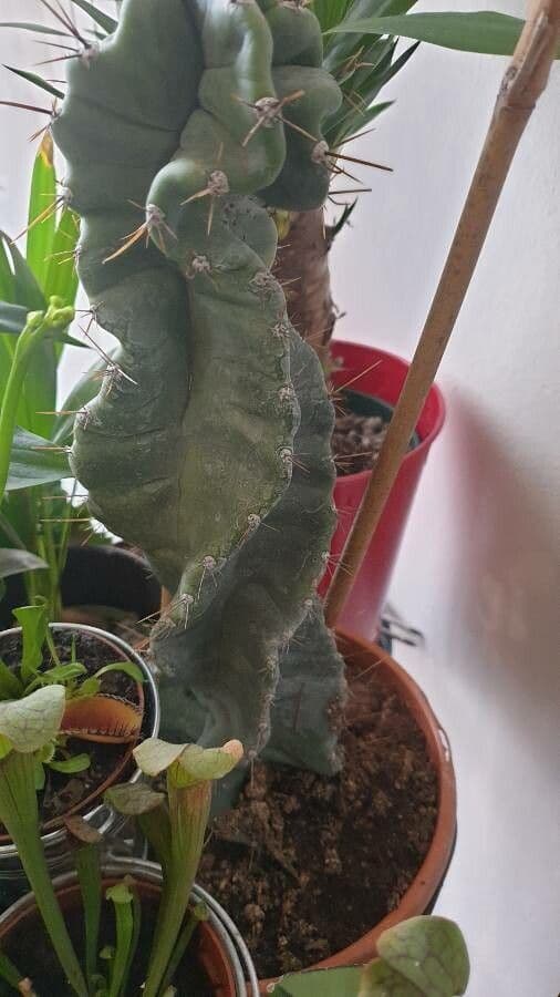 Cactus seto 8