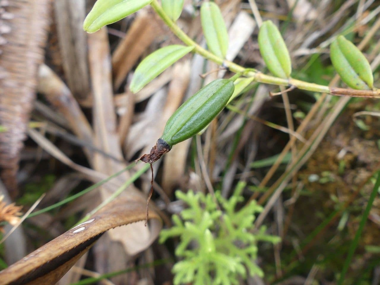 Angraecum