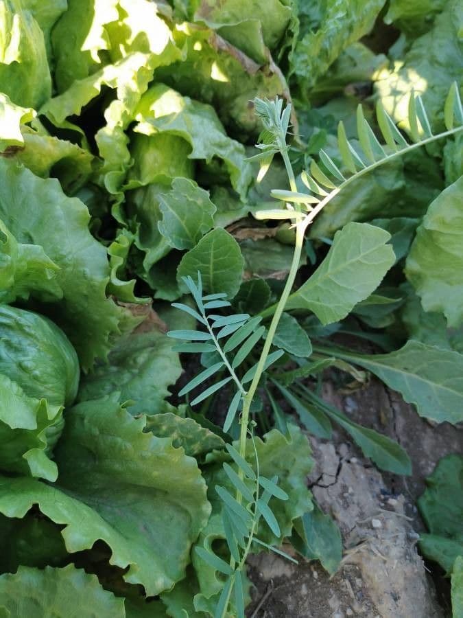 Soczewica jadalna 23