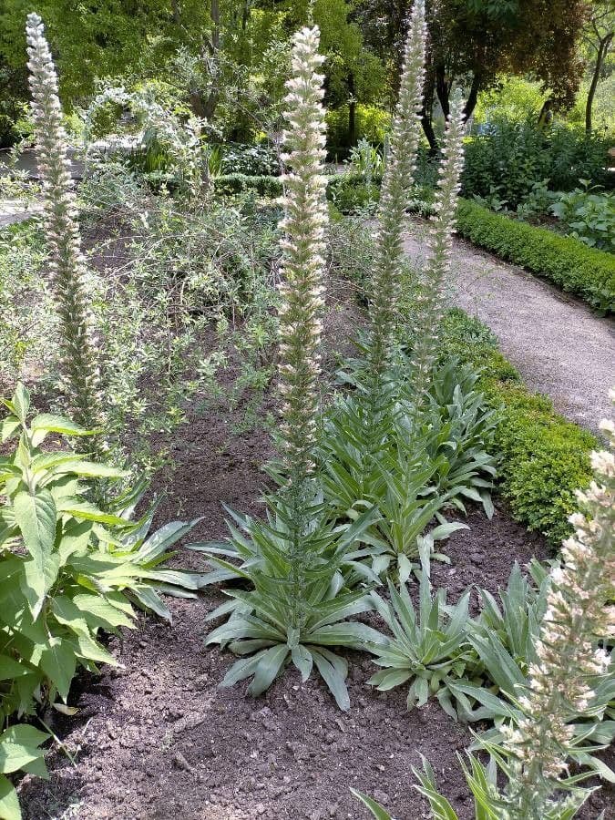 Echium 7