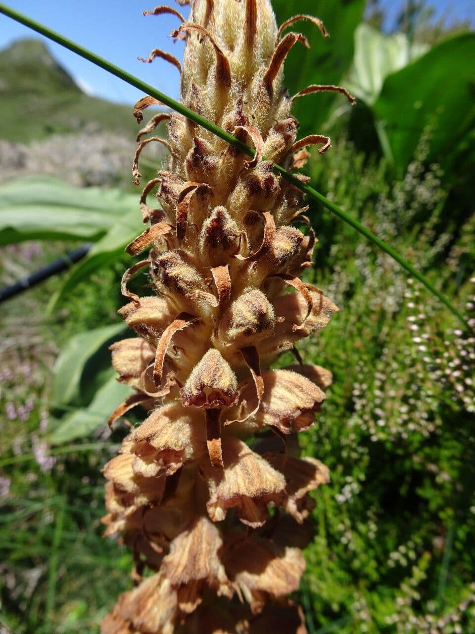 Orobanche del ginestrone 6