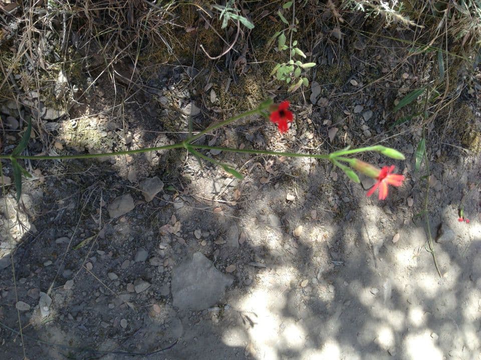 Silene laciniata 17