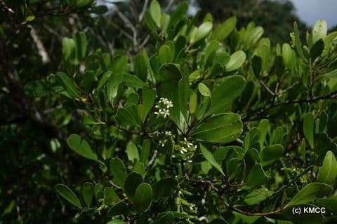 Lumnitzera 7