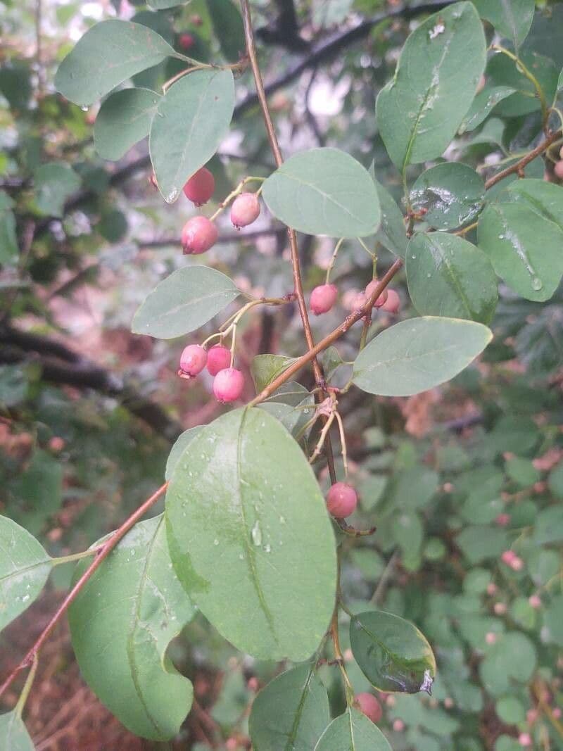 Cotoneaster 8