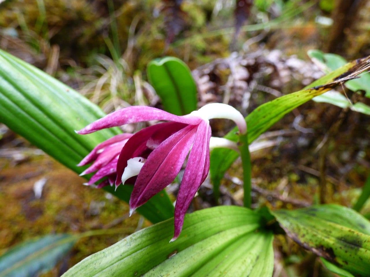 Schöner Phaius 4