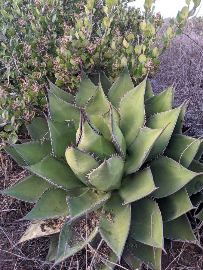 Agave di Shaw 15