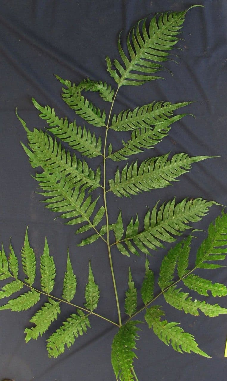 Pteris altissima 9