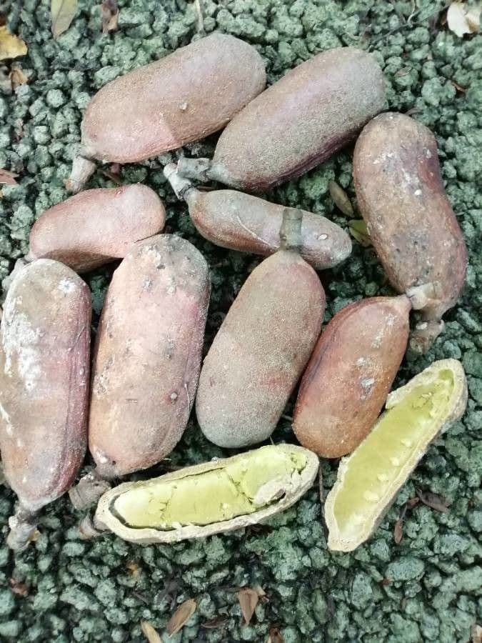 Hymenaea courbaril 4