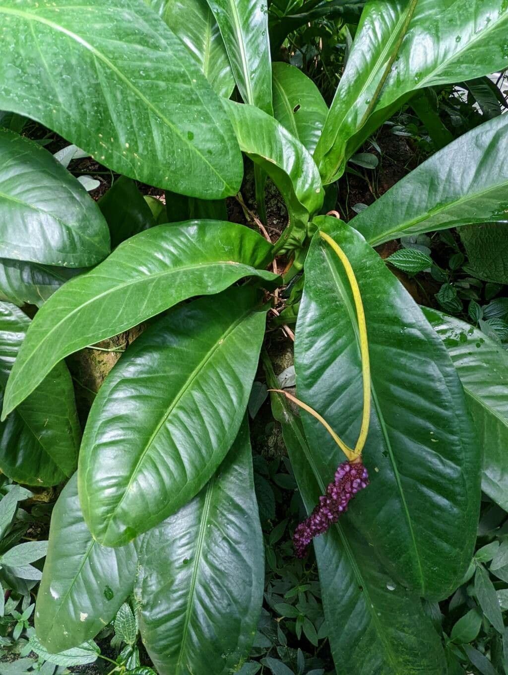 Anthurium 5