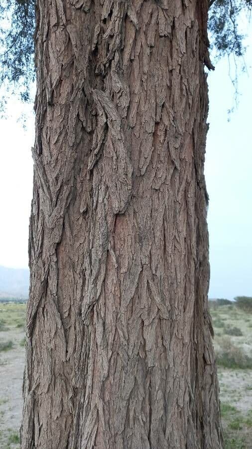 Prosopis 11