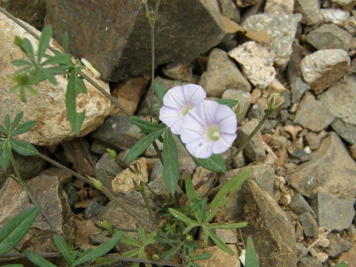 Ipomoea ternifolia 7