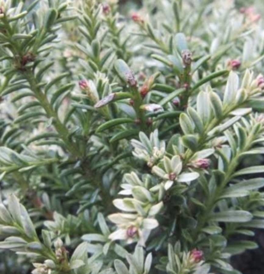 Podocarpus nivalis 8