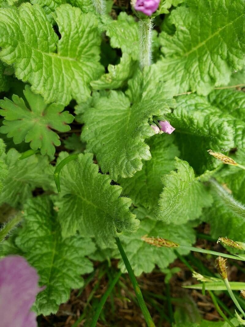 Primula di Siebold 10