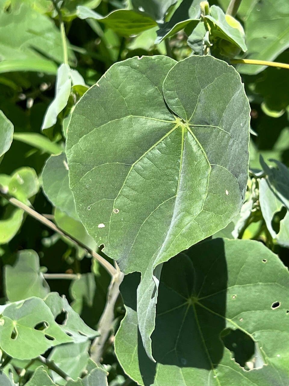 Abutilon 9