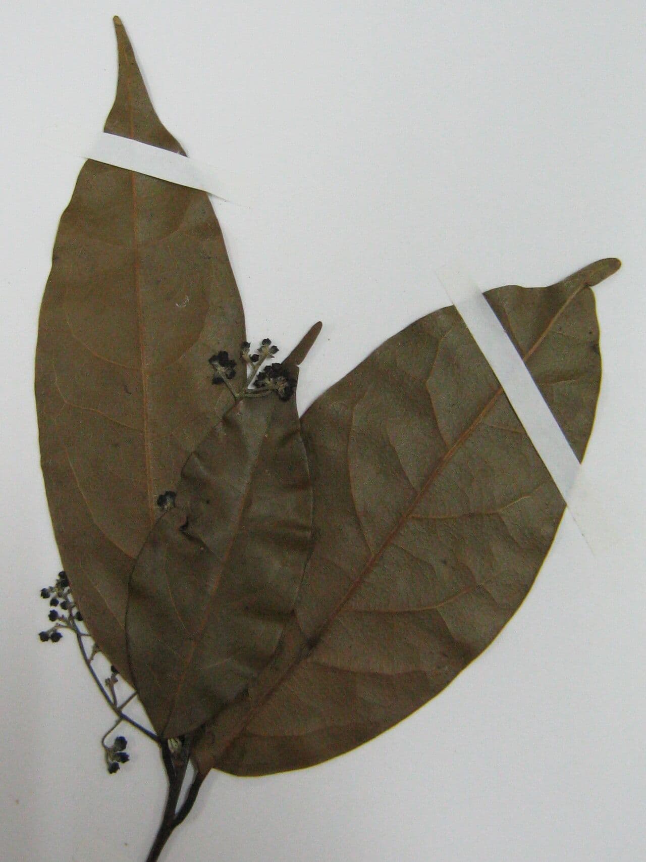Licaria 5