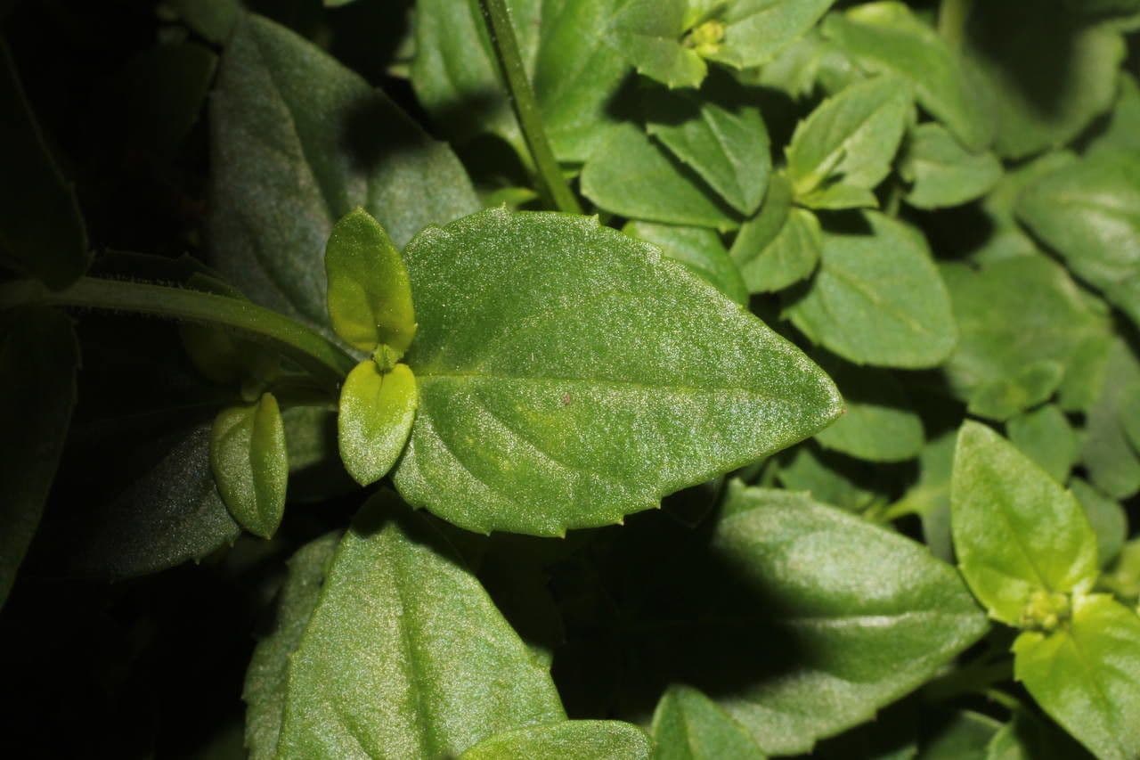 Diascia 14