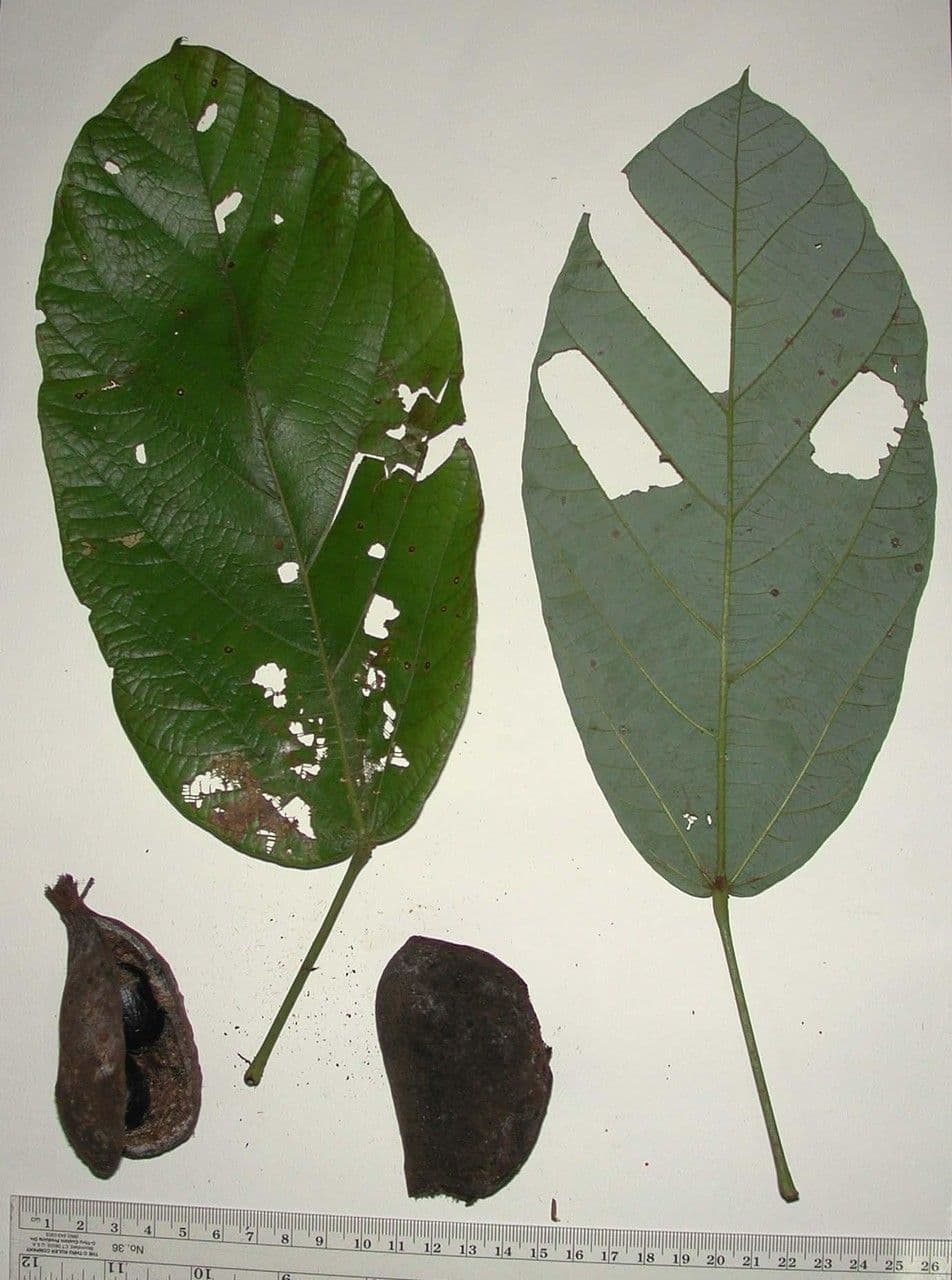 Sterculia 22
