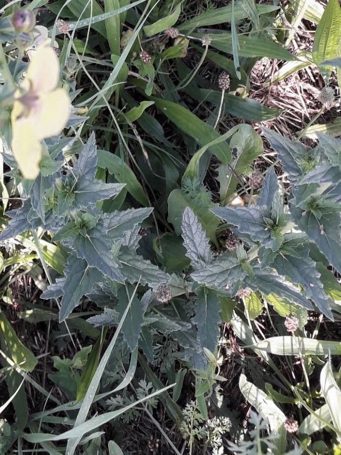 Verbasco blattaria 18