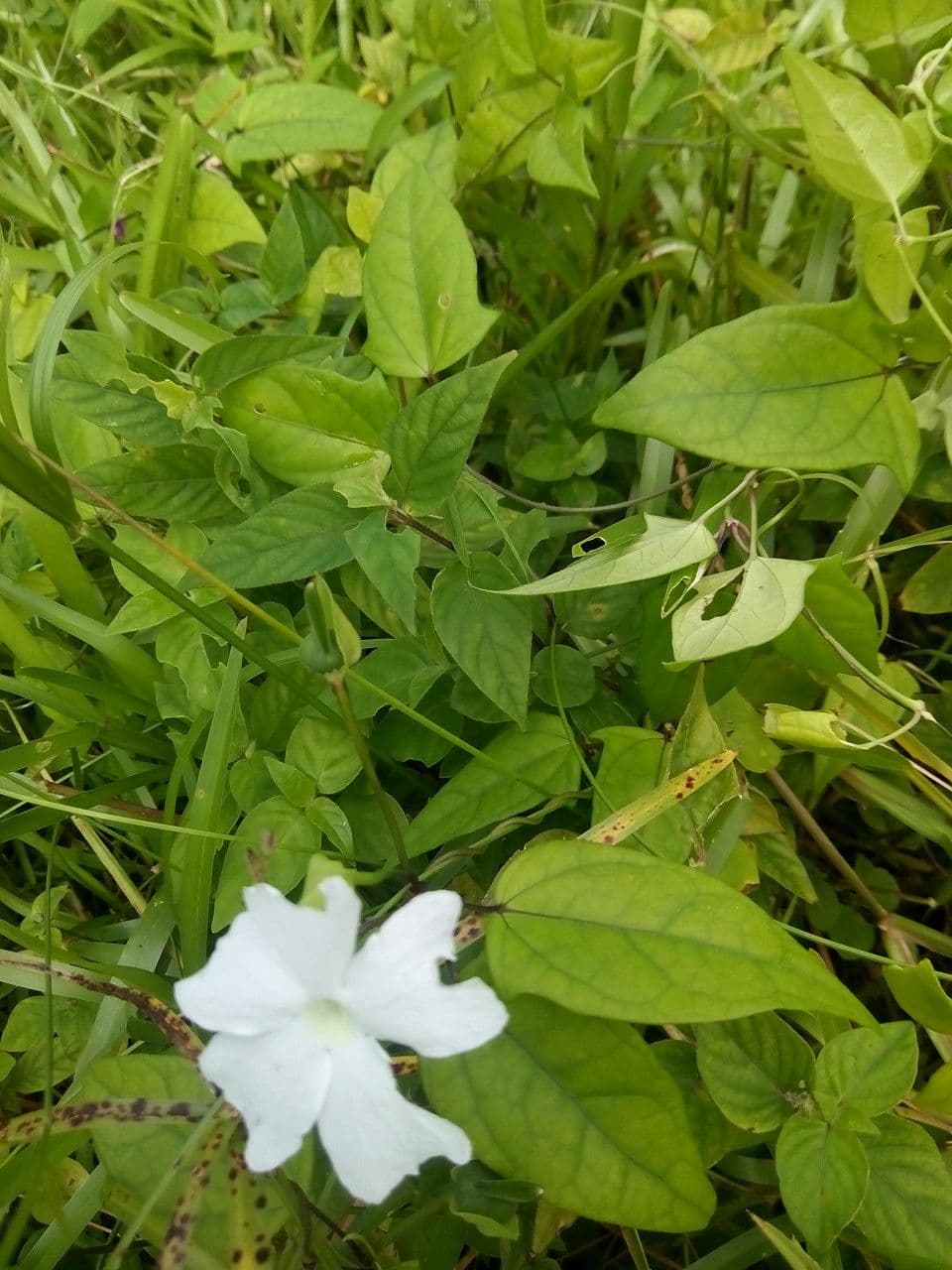 Thunbergia 8