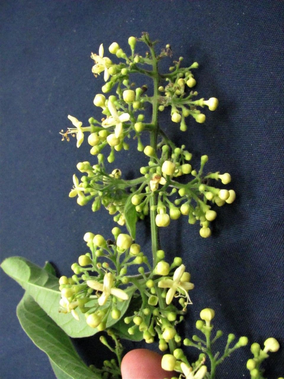 Aegiphila panamense 13