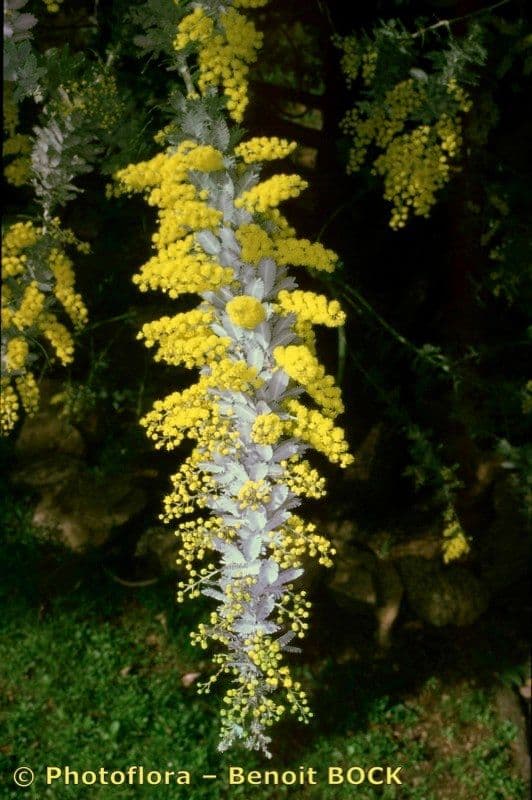 Acacia di Bailey 28