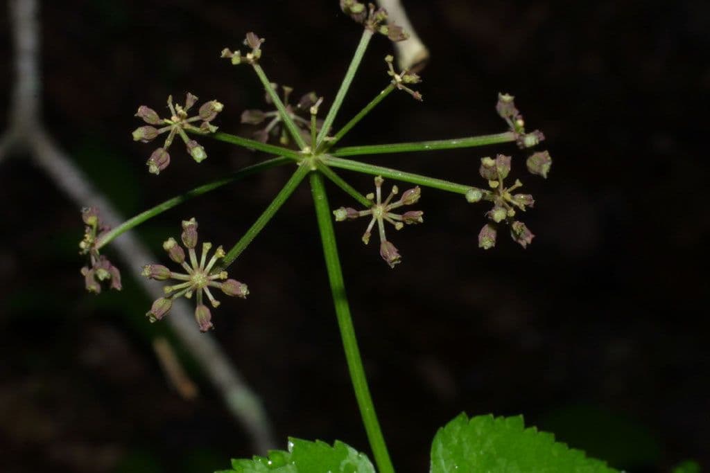 Thaspium