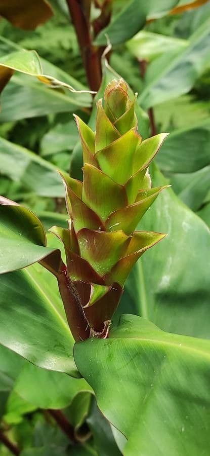 Lillier de gingembre 5