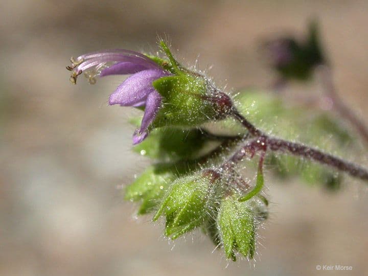 Trichostema