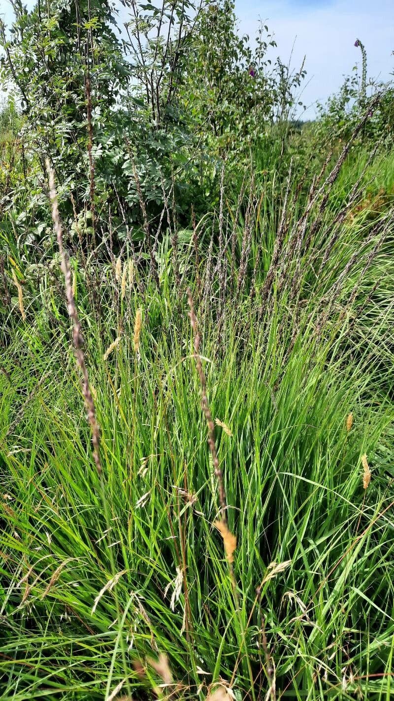 Calamagrostis stricta 10