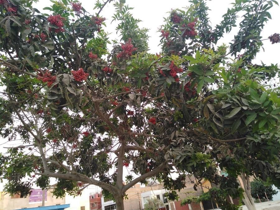 Brazilian peppertree 26