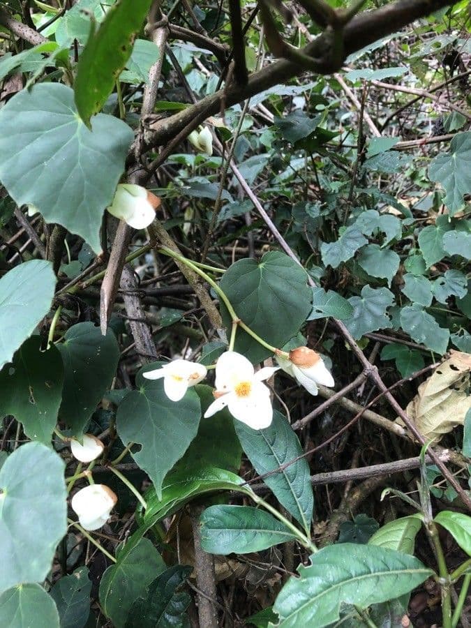 Begonia formosana