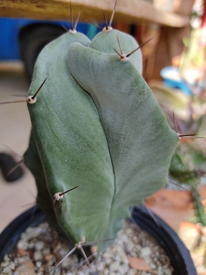 Stenocereus 4