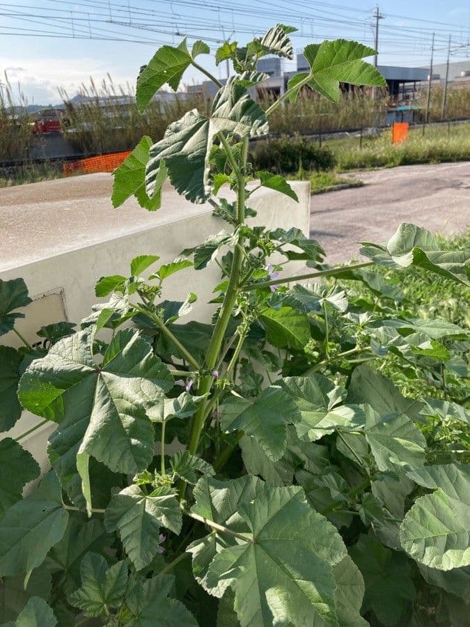 Malva multiflora 12