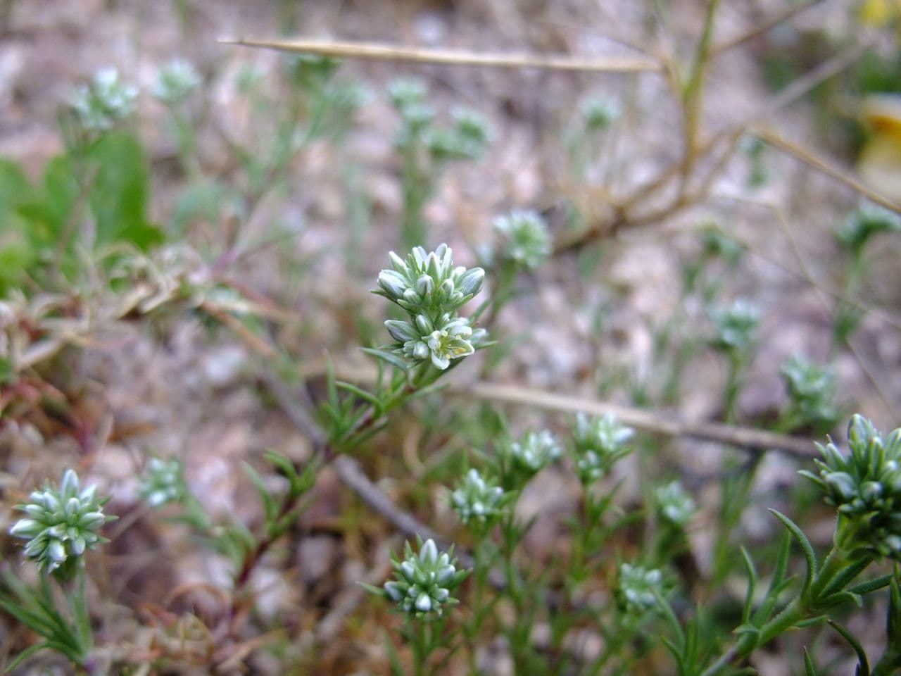 Centonchio perenne 21